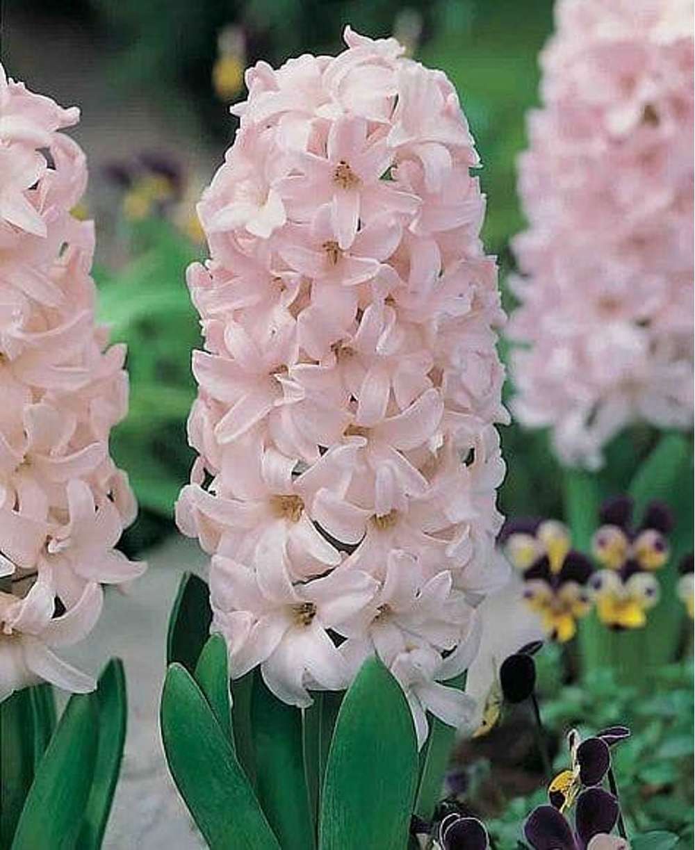 Hyacint 'China Pink'